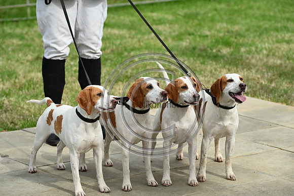 Festival of Hounds 2024