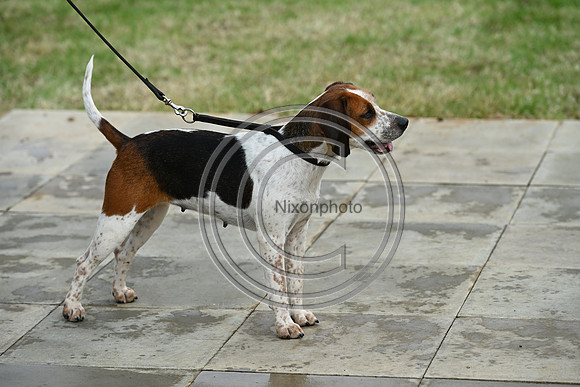 Festival of Hounds 2024