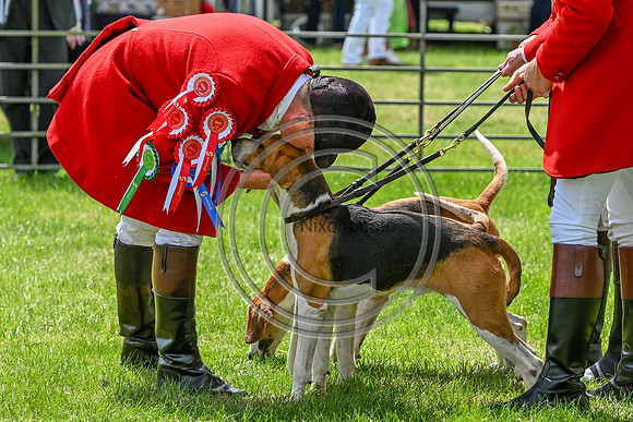 Festival of Hounds 2024