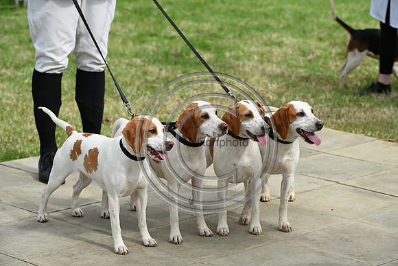 Festival of Hounds 2024