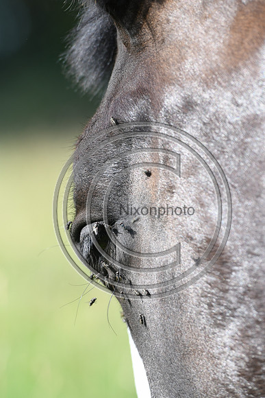 HorsesandFlyH_Nixonphoto_PN22_47988
