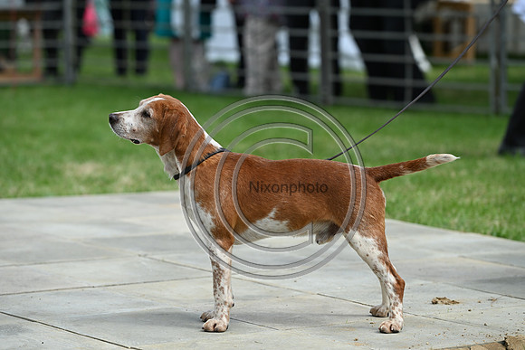 Festival of Hounds 2024