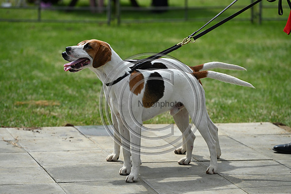 Festival of Hounds 2024