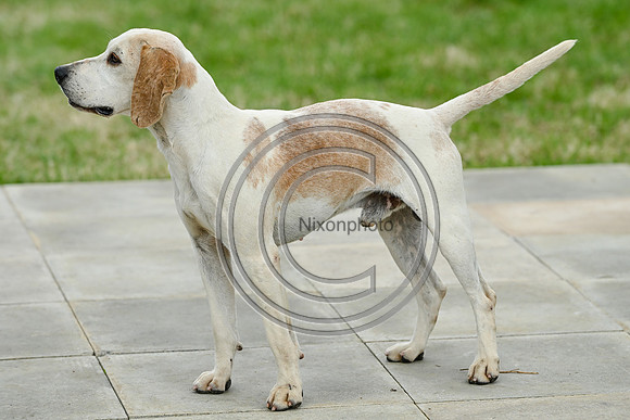 Festival of Hounds 2024
