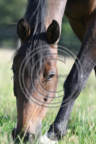 HorsesandFlyH_Nixonphoto_PN22_47962