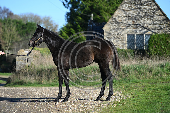 Foal_Selwood_PN37