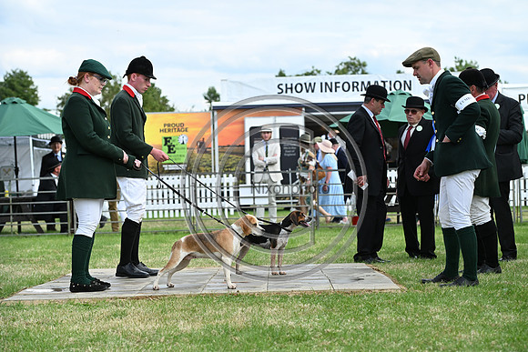 Festival of Hounds 2024