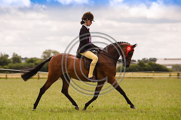 HorseNo935_ShowRegSGS15pn_28559