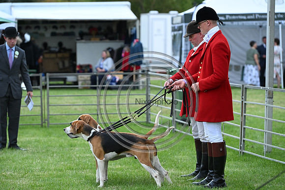 Festival of Hounds 2024