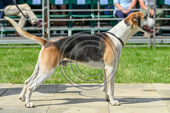 Festival of Hounds 2024