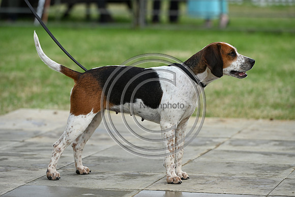 Festival of Hounds 2024