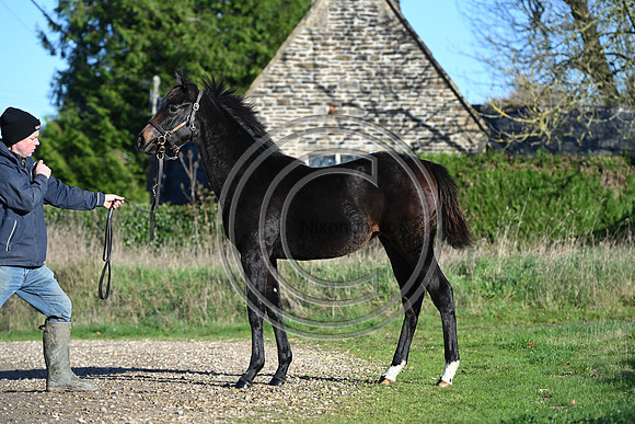 Foal_Selwood_PN71