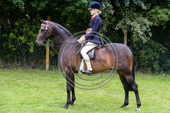 HorseNo849_LincolnShow14pn_7467