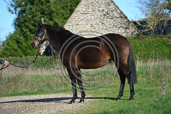 Mare_Selwood_PN7