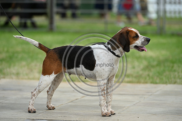 Festival of Hounds 2024