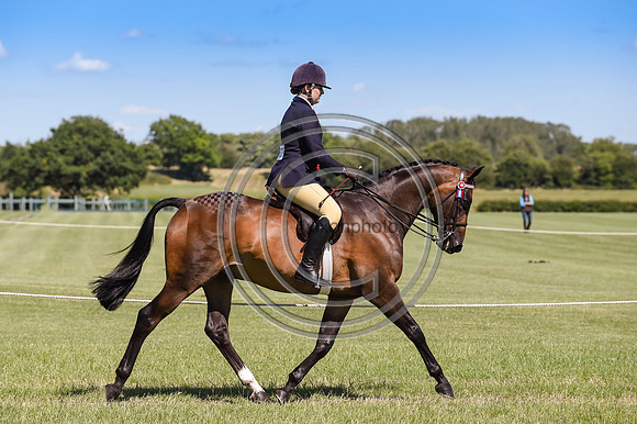 HorseNo637_ShowRegSGS15pn_28650