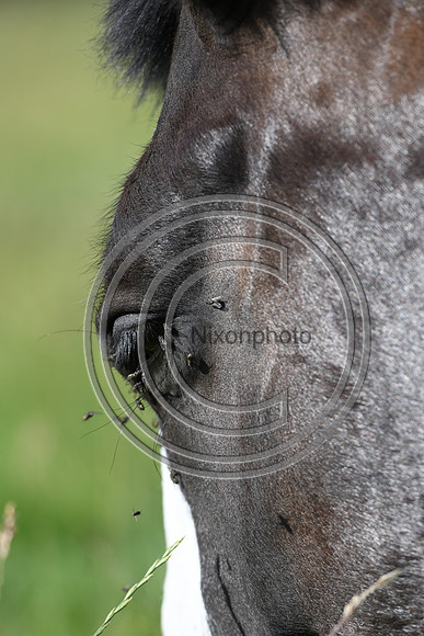HorsesandFlyH_Nixonphoto_PN22_47982