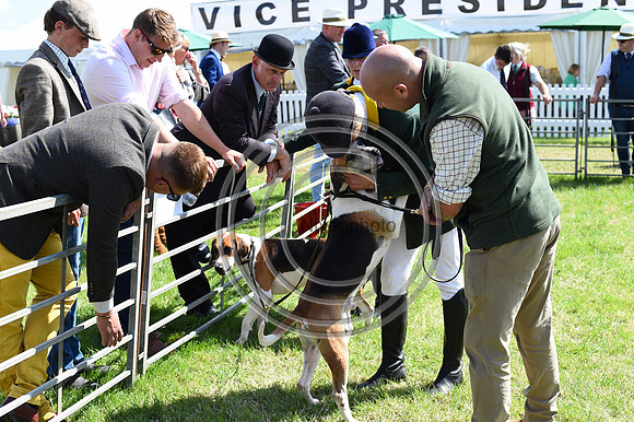 Festival of Hounds 2024