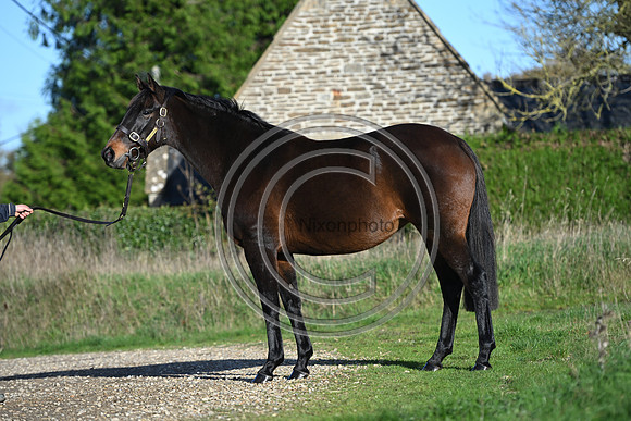 Mare_Selwood_PN10