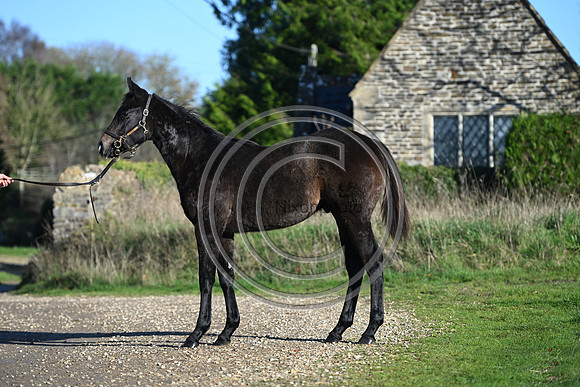Foal_Selwood_PN38