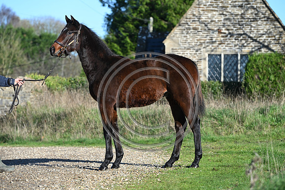 Foal_Selwood_PN49
