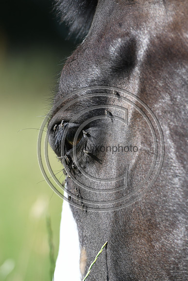 HorsesandFlyH_Nixonphoto_PN22_47986