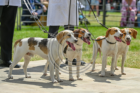 Festival of Hounds 2024