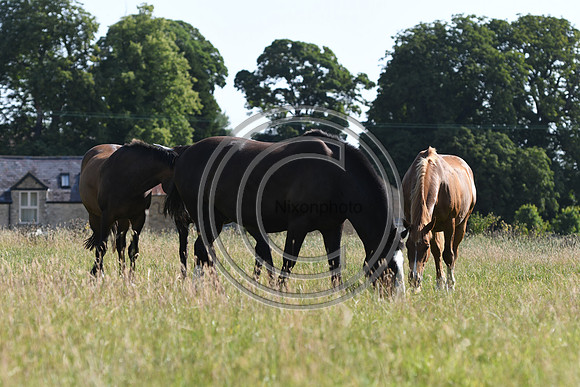 HorsesandFlyH_Nixonphoto_PN22_48001