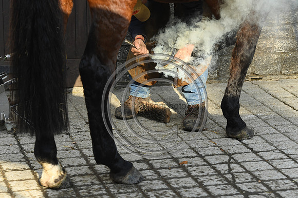 Nigel Perrott_Farrier_PN20_51884