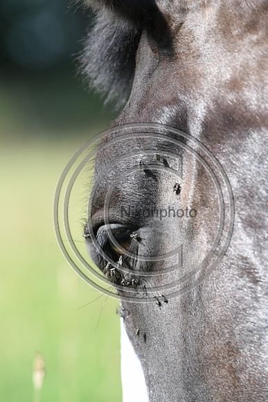 HorsesandFlyH_Nixonphoto_PN22_47987