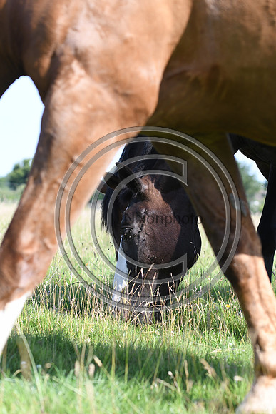 HorsesandFlyH_Nixonphoto_PN22_47996