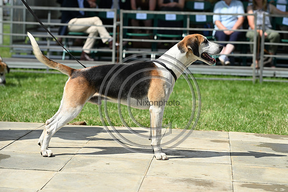 Festival of Hounds 2024