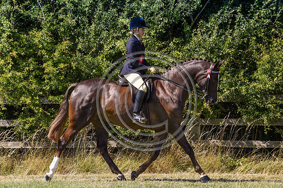 HorseNo514_ShowRegSGS15pn_28620