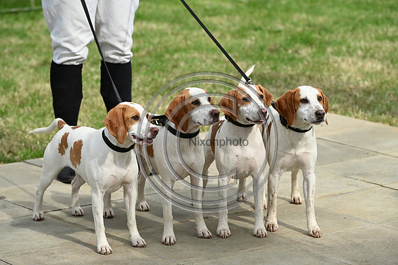 Festival of Hounds 2024