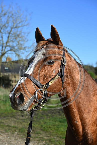 Mare_Selwood_PN41