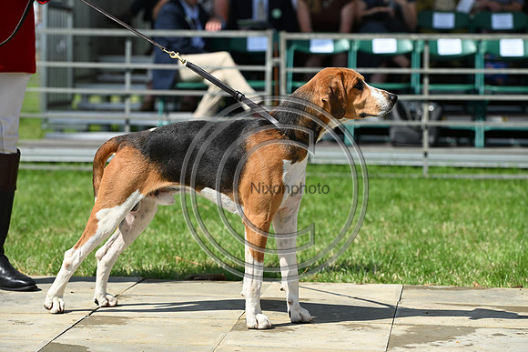 Festival of Hounds 2024