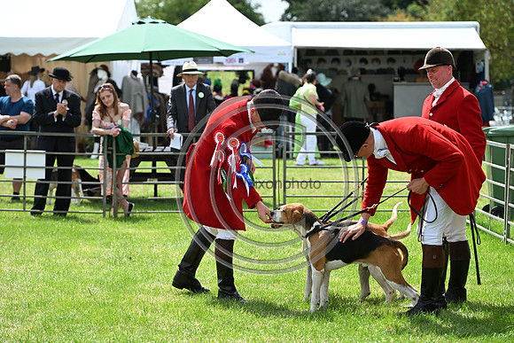 Festival of Hounds 2024
